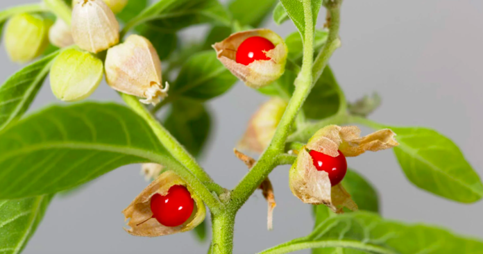 8 Ashwagandha Side Effects for Females, You Should Know!
