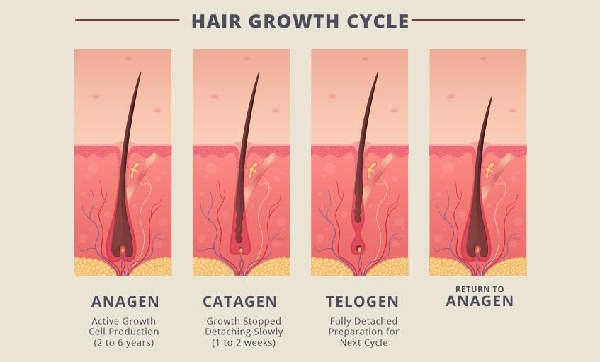 Hair Regrowth Cycle
