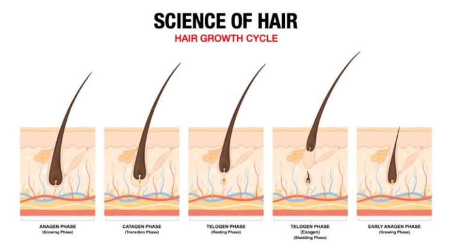 Science Behind Hair Growth