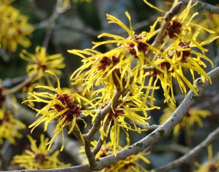 What is Witch Hazel