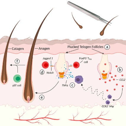 What are the Effects of Plucking the Hair on Hair Growth?