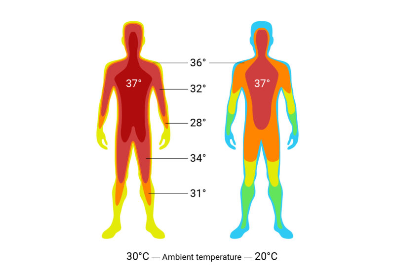 Body Temperature Regulation