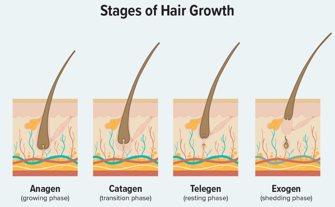 Stages of Hair Growth
