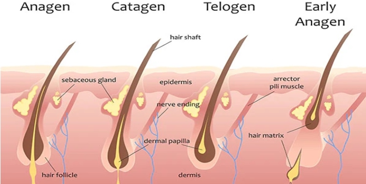 The Hair Growth Cycle