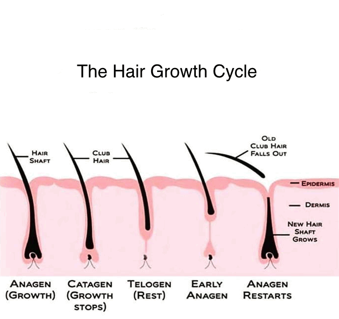 hair-growth-cycle