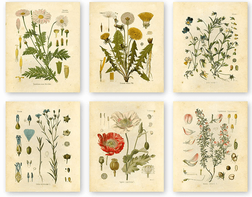 Botanical Prints Wildflower Prints Floral Wall Art