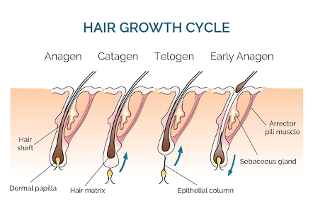hair growth circle